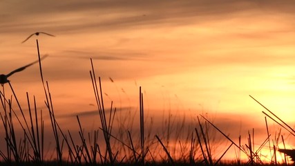 Wall Mural - silhouette of a seagull in flight at sunset. slow motion. black-headed gull (larus ridibundus) flyin