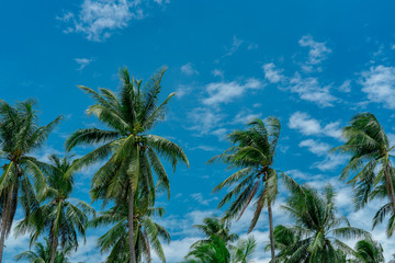 Coconut palm tree with blue sky and clouds. Palm plantation. Coconut farm. Wind slow blowing green leaves of coconut palm tree. Tropical tree with summer sky and clouds. Summer beach tree.