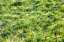 Variegated Lily Turf/Variegated Mondo Grass