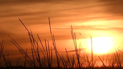Wall Mural - silhouette of a seagull in flight at sunset. slow motion. black-headed gull (larus ridibundus) flyin