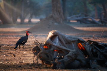 Wall Mural - african southern country hornbill, bucorvus leadbeateri feeding on carcass. big black birds with red