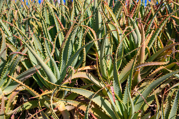 Medical Aloe Vera Cactus Plants close up