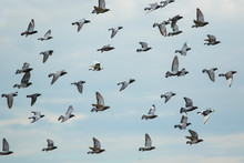 Flock Of Speed Racing Pigeon Bird Flying 