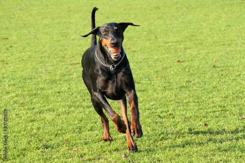 Fotomural Dobermann dog running towards the camera with a ball