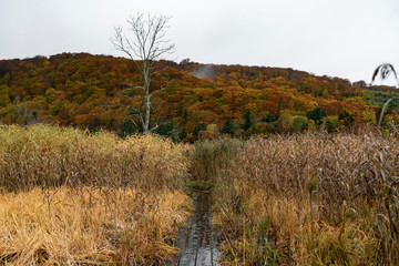 Wall Mural - The autumn colors in Hachimantai