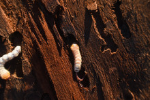 Wood Worm Make Damage. Bark Beetle Larvae Under The Bark.  Insect Pest Spoils Material