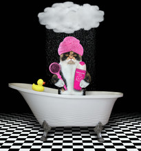 The Multi Colored Cat With A Pink Towel Around Its Head Is Taking A Bath In The Rain. It Holds A Hair Brush And Shampoo.