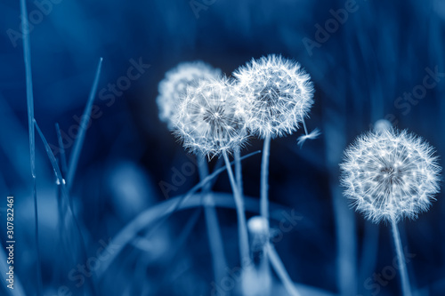 beautiful-white-fluffy-dandelion-flowers-among-green-grass-meadow-with-blurred-backgdrop-summer-or-autumn-nature-bright-natural-background-pantone-trendy-color-year-2020-classic-blue-toned