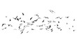Flock of birds on a white background