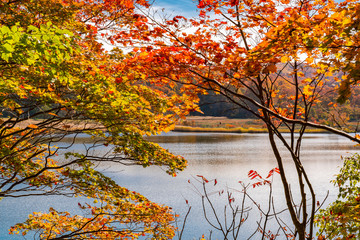 Colorful autumn foliage at Onuma Pond in Towada Hachimantai National Park, Akita Prefecture, Japan