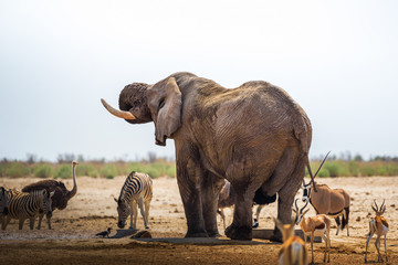 african elephant drinks water in etosha national park, namibia