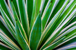 Aloe closeup 