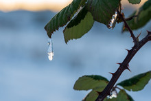 Frozen Water Drop Hangs From A Green Bramble Leaf And Embeds The Sunlight. Concept Of Winter Season, Cold Weather Or Hope. Closeup Macro, Background Blur With Copy Space, Horizontal Format