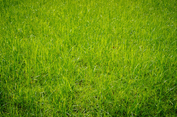 Green grass pattern and texture for background. Close-up