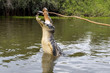 Mit einem Piranha an einem Stock wird ein Brillenkaiman zu einem Sprung aus dem Wasser veranlasst