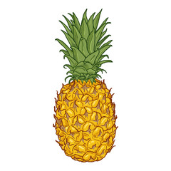 Wall Mural - Vector Cartoon Whole Pineapple