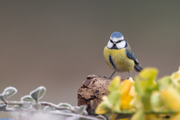 Sticker - mésange bleu