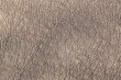 Rhino wrinkled skin looking like picture of cracked dried soil taken from high height. Beautiful natural texture for abstract wallpaper.