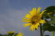 © 21pro - 해바라기와 벌