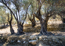 Olive Trees And Dry Stone Wall, Near Fourfouras, Crete, Greece
