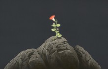 Life And Freedom And Hope Concept , Imagination Of Surreal Scene Red Flower On Rocks , Digital Artwork Illustration