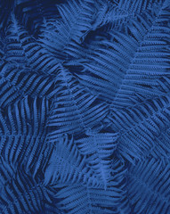  Classic blue color trend 2020 year colored ferns in the forest. 