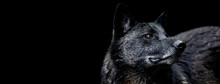 Black Wolf With A Black Background