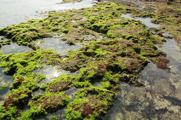 The beach with thin waves on the horizon and foreground coral reefs overgrown with green moss.