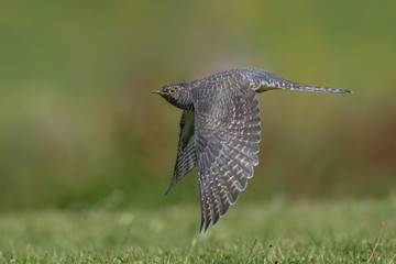 Wall Mural - Cuckoo Flying