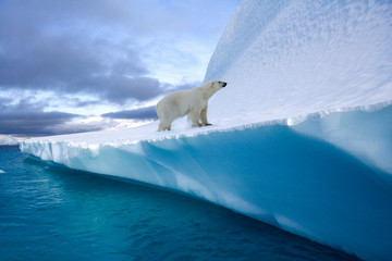 polar bear on an iceberg in northwest fjord in eastern greenland