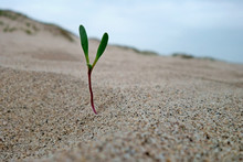 Tree Roots In Sand 121 Free Stock Photo - Public Domain Pictures