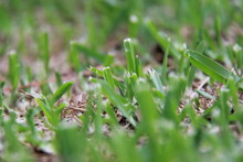 Blurry Grass With Beautiful Background And Foreground Bokeh. Grass Close Ups That You Can Use As A Fresh Or Spring Theme Wallpaper.