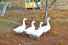 A Group Of Four White Geese Walks In The Backyard, Close-up