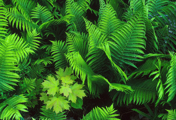 ostrich ferns and maple seedling