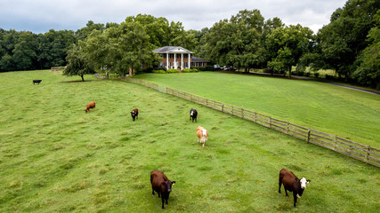 Cows grazing in field with elegant country estate in background