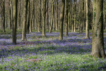 Wall Mural - Bluebells in Wepham Wood