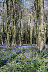 Wall Mural - Bluebells in Wepham Wood