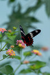Red Bodied Swallowtail Butterfly at Bhadravathi Karnataka India