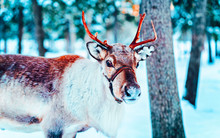 Reindeer Sleigh In Finland In Rovaniemi At Lapland Farm. Christmas Sledge At Winter Sled Ride Safari With Snow Finnish Arctic North Pole. Fun With Norway Saami Animals.