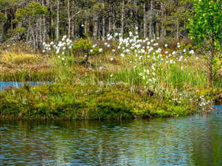 Wall Mural - bog grass fragments and blurred bog plant background