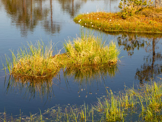 Wall Mural - bog grass fragments and blurred bog plant background