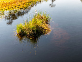 Wall Mural - bog grass fragments and blurred bog plant background