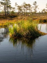 Wall Mural - bog grass fragments and blurred bog plant background