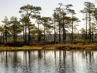 Wall Mural - beautiful landscape with swamps and swamp lakes