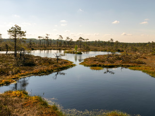 Wall Mural - beautiful landscape with swamps and swamp lakes