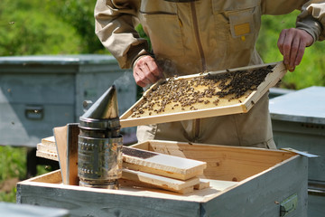 Wall Mural - Beekeeper on apiary. Beekeeper is working with bees and beehives on the apiary.