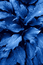 Beautiful Dark Background Of Blue Leaves.