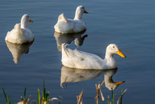 Heavy White Pekin Ducks (aylesbury Or Long Island Ducks) Swimming On Still Lake Water