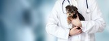 Fototapeta  - Small cute dog examined at the veterinary doctor, close-up