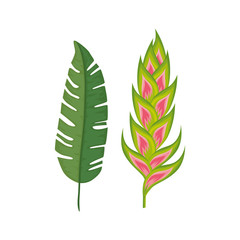 Wall Mural - flower heliconia with leaf isolated icon vector illustration design